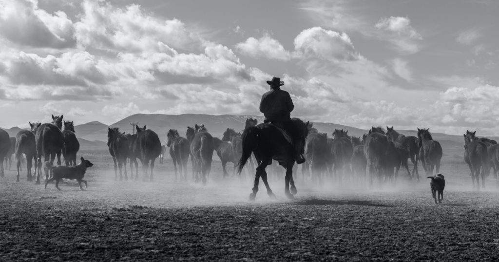 Rancher herding horses