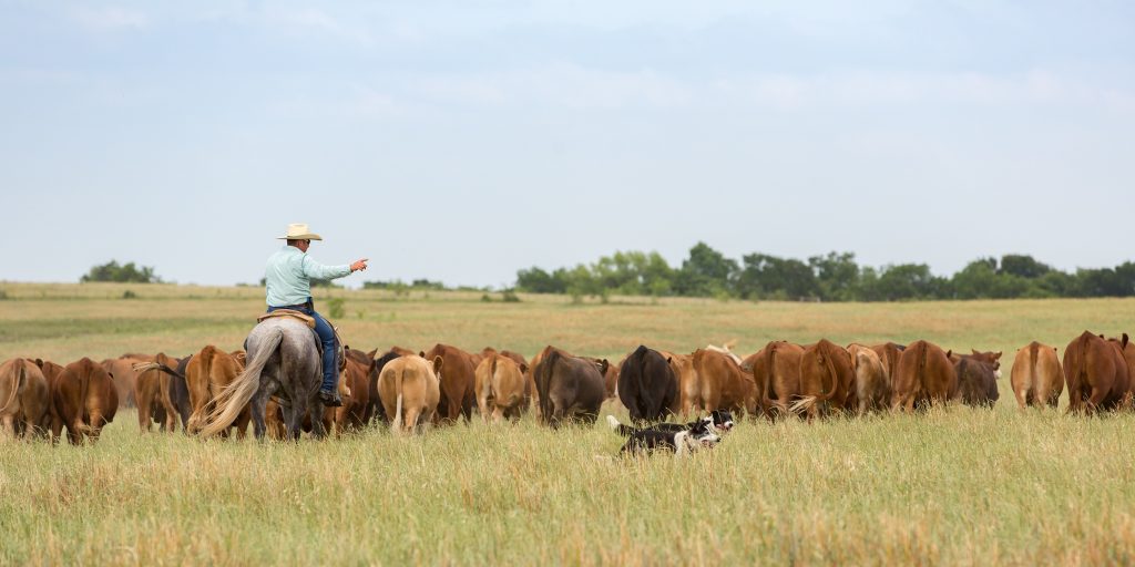 Rancher herding a line of cows